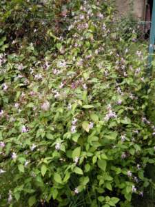 ornamentali infestanti impatiens