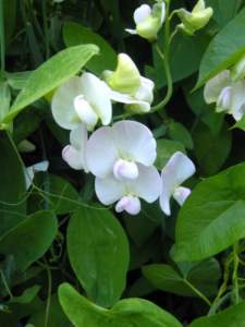 rampicanti vaso lathyrus odoratus