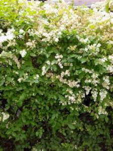 ornamentali infestanti ligustrum ovalifolium