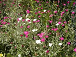 ornamentali infestanti lychnis
