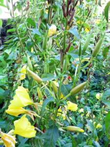 ornamentali infestanti oenothera