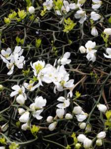 piante spinose poncirus