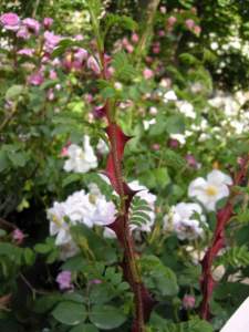 piante spinose