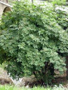 ornamentali infestanti sambucus nigra
