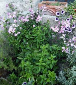 ornamentali infestanti saponaria