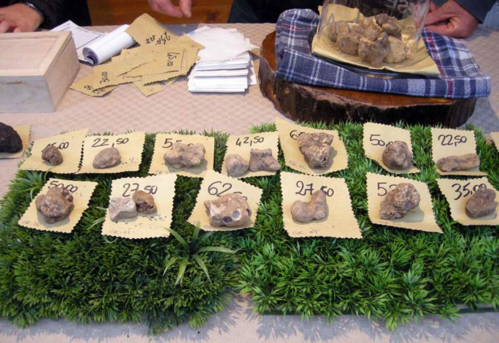 tartufo bianco vendita prezzi