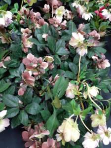 giardino ombra helleborus