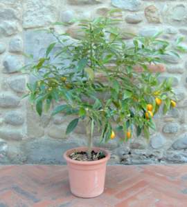 kumquat vaso