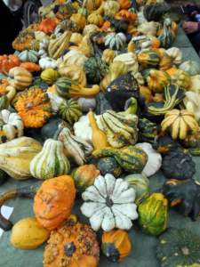zucca ornamentale lagenaria
