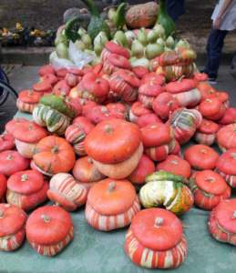 zucca ornamentale Turbante Turco