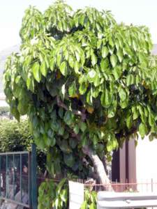 banano di montagna albero