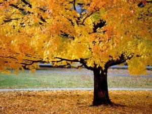 foglie autunno acero
