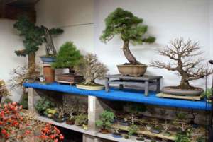 bonsai inverno