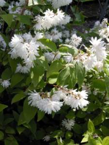 siepe deutzia fiori