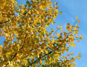 foglie autunno ginkgo