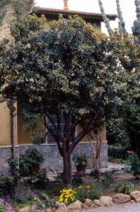 kumquat giardino