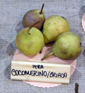pera cocomerina