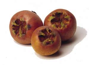 frutti allappano nespolo selvatico frutti