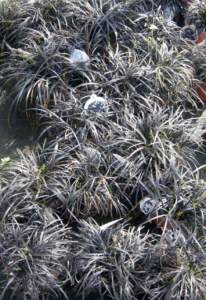 giardino ombra ophiopogon