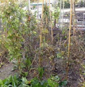 pomodori autunno