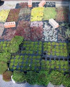 tetto verde sedum