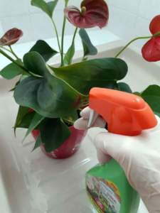 errori piante appartamento trattamento anthurium