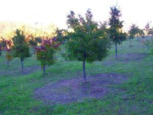 piante da tartufo cerro