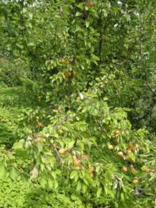frutteto albicocco frutti