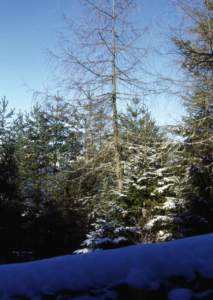 larice spoglio inverno