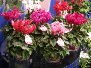 garden center ciclamini