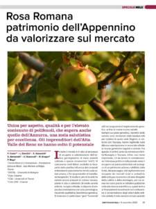 melo rosa romana articolo Frutticoltura 9/20