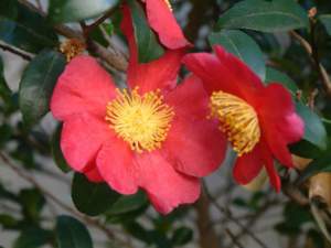 natale balcone camelia sasanqua
