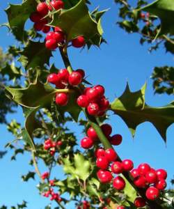 natale balcone agrifoglio bacche