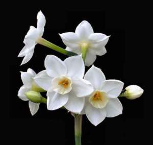 bulbi natale narciso Paper White