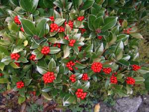 natale balcone skimmia bacche