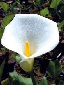 zodiaco piante calla