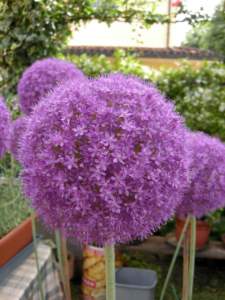 zodiaco piante allium