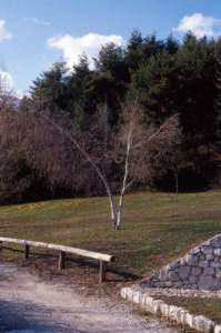 neve piante betulla