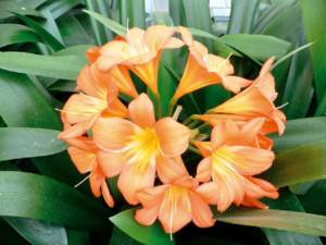 natale appartamento clivia fiore