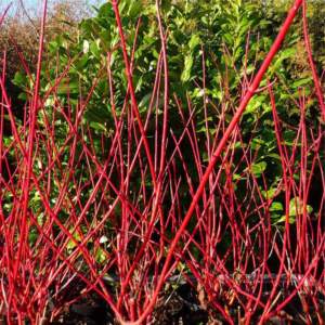 cornus alba elegantissima