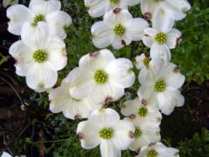 Cornus florida