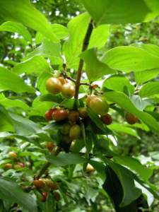 cornus