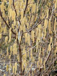piante maschio femmina fiori maschili nocciolo