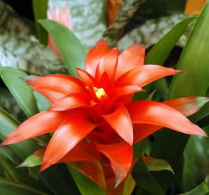 natale appartamento guzmania