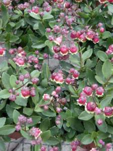 natale appartamento kalanchoe sunny balloon