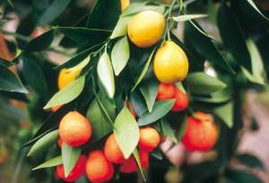 natale balcone kumquat frutti
