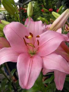 zodiaco piante lilium