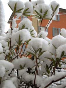 neve piante oleandro