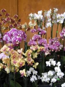 natale appartamento phalaenopsis