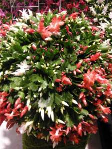 natale appartamento schlumbergera